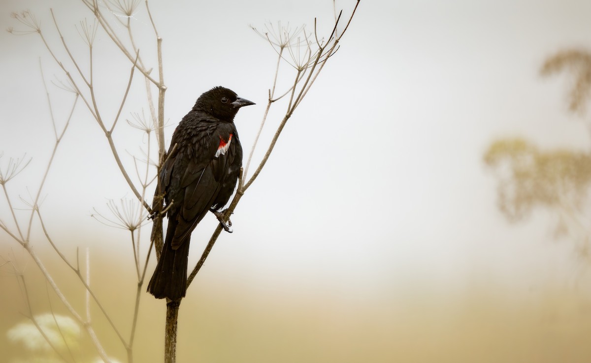 Tricolored Blackbird - ML597471751