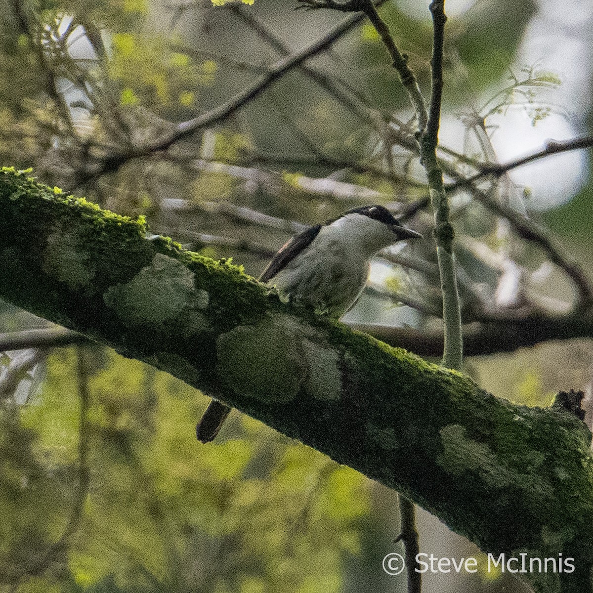 African Shrike-flycatcher - Steve McInnis