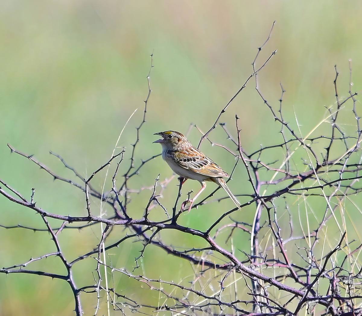Grasshopper Sparrow - ML597476451