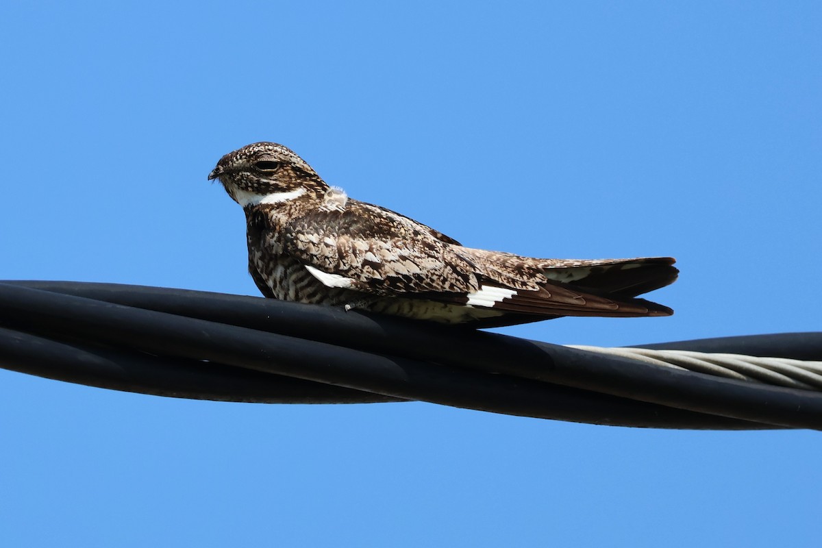 Common Nighthawk - Tricia Vesely
