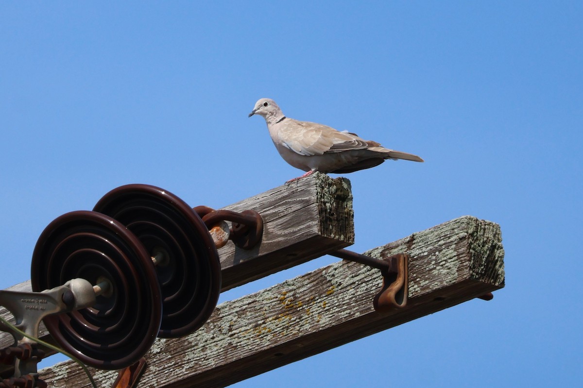 Eurasian Collared-Dove - Tricia Vesely