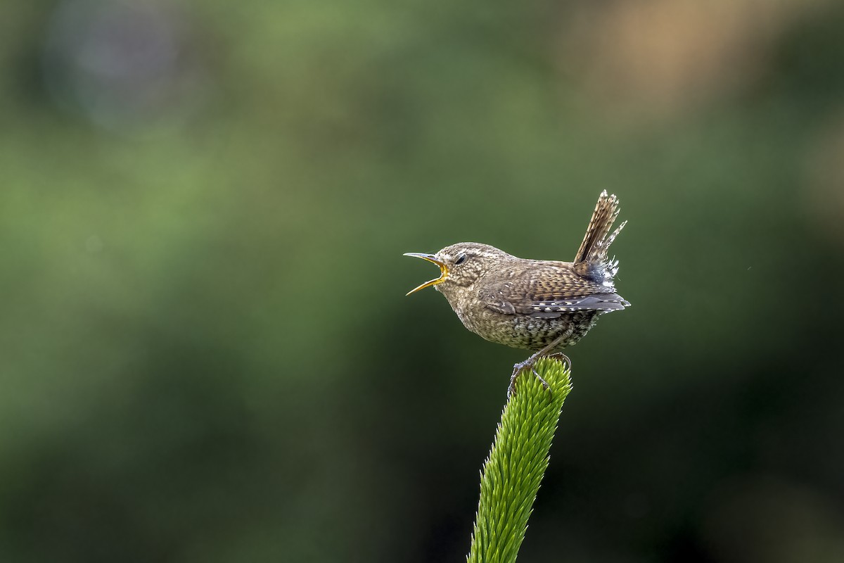 Pacific Wren (alascensis Group) - ML597478271