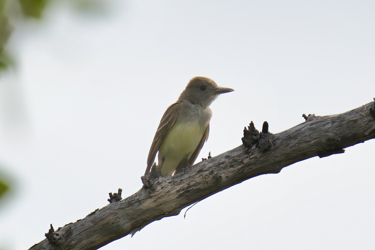 Great Crested Flycatcher - ML597479741