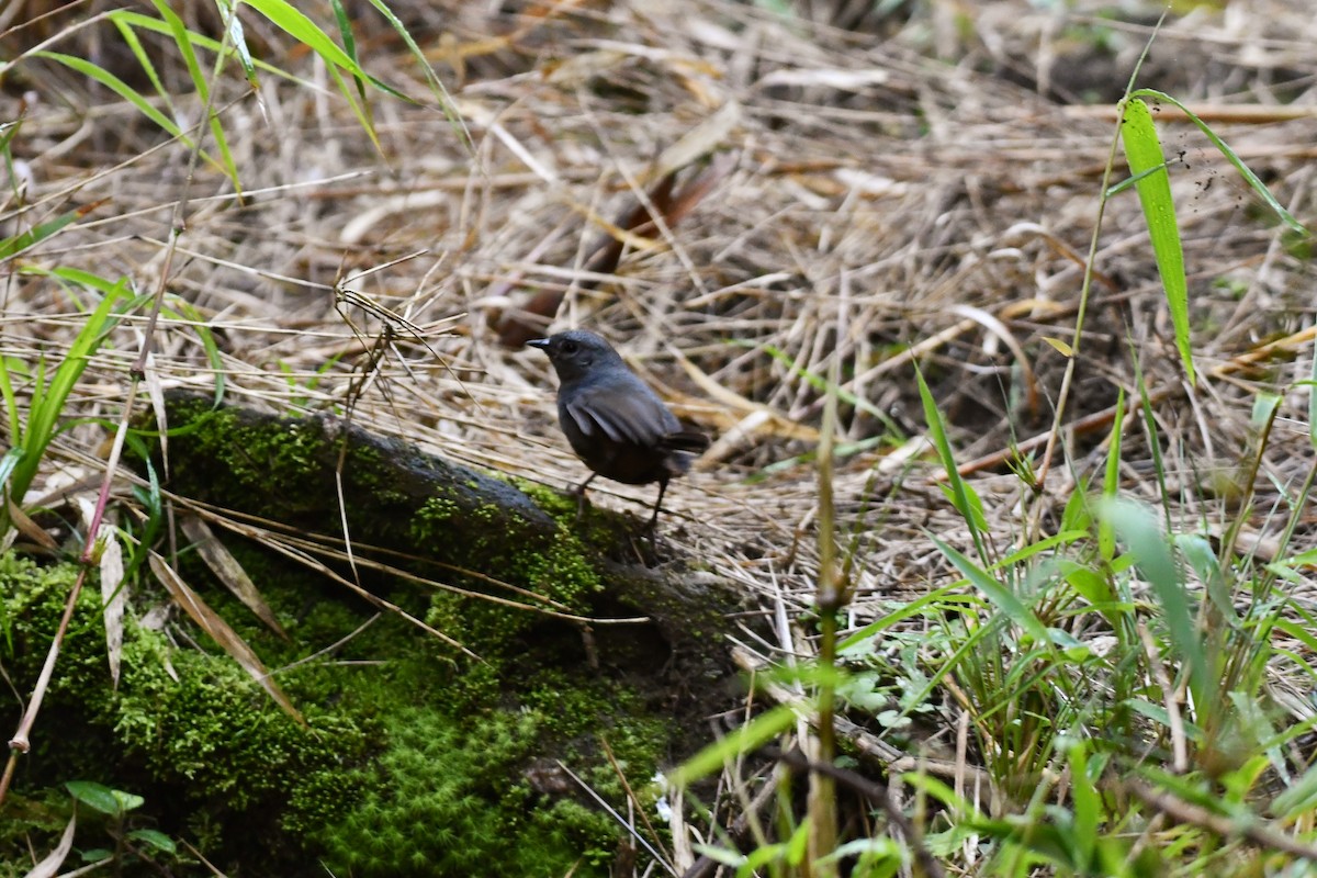 Brown-rumped Tapaculo - ML597482541