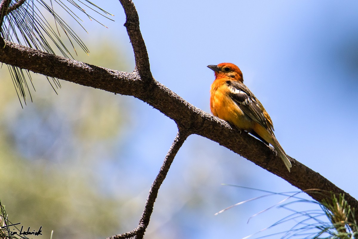 Flame-colored Tanager - Tim Ludwick