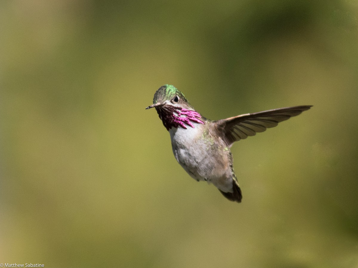 Calliope Hummingbird - matthew sabatine