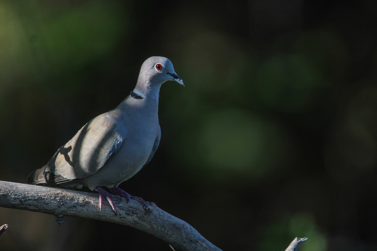 Eurasian Collared-Dove - ML597490931
