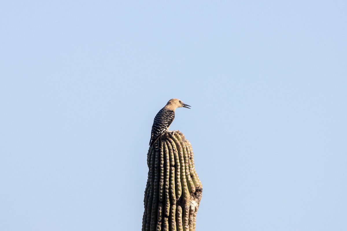 Gila Woodpecker - ML597492311