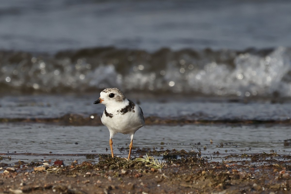 Piping Plover - ML597493821
