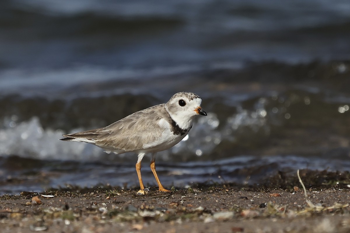 Piping Plover - ML597493831