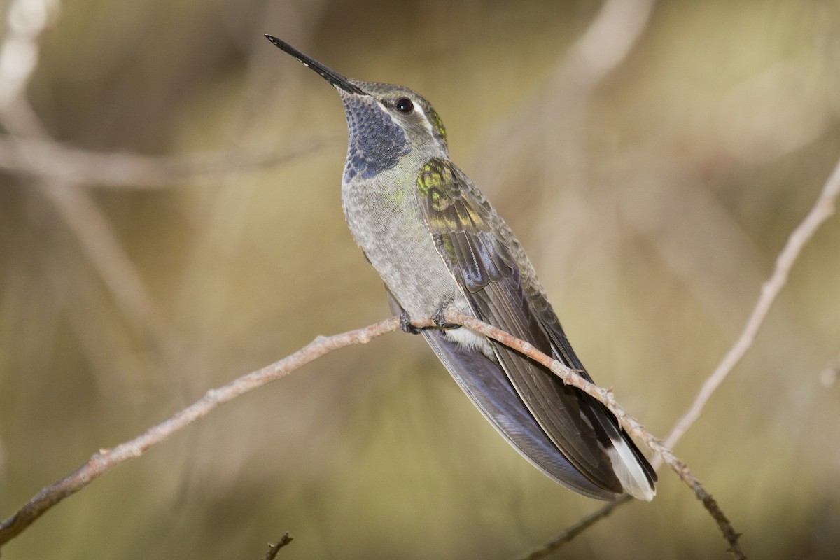 kolibřík blankytohrdlý - ML59749391