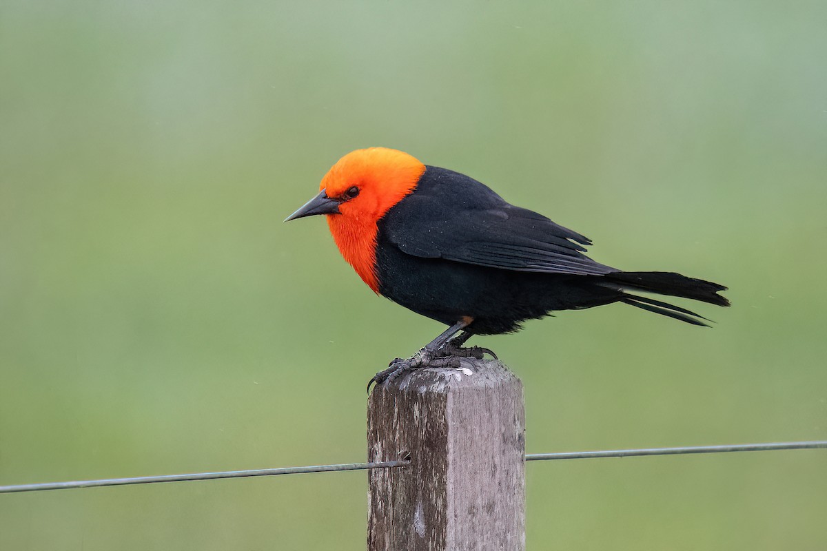Scarlet-headed Blackbird - ML597494881