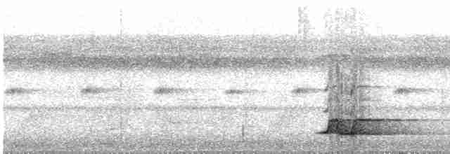 Tinamou à calotte noire - ML597495891
