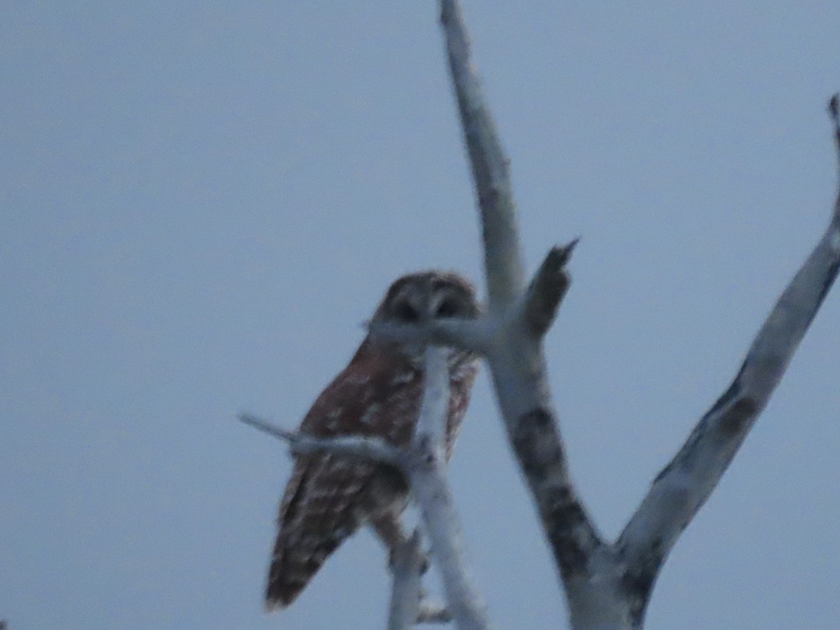 Barred Owl - ML597496201