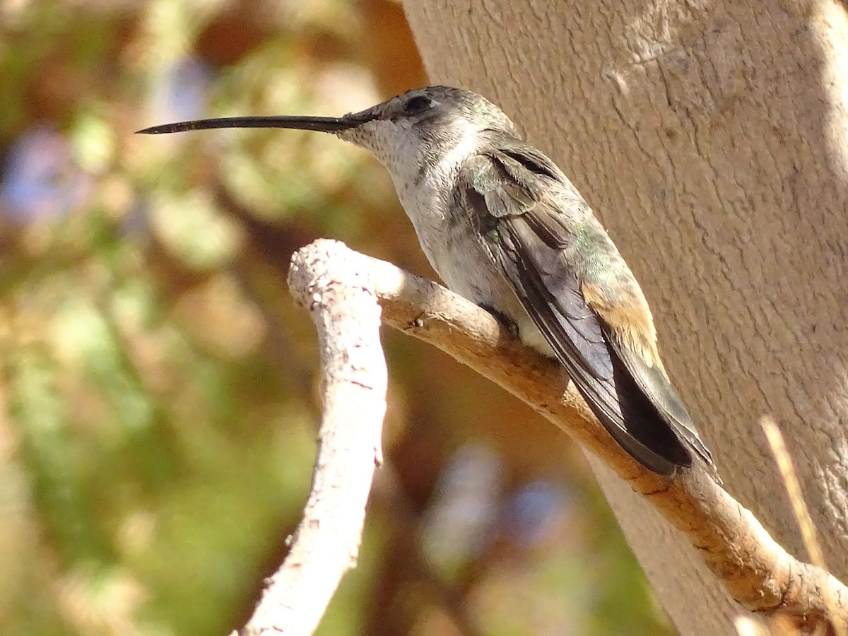 Oasis Hummingbird - ML597496301
