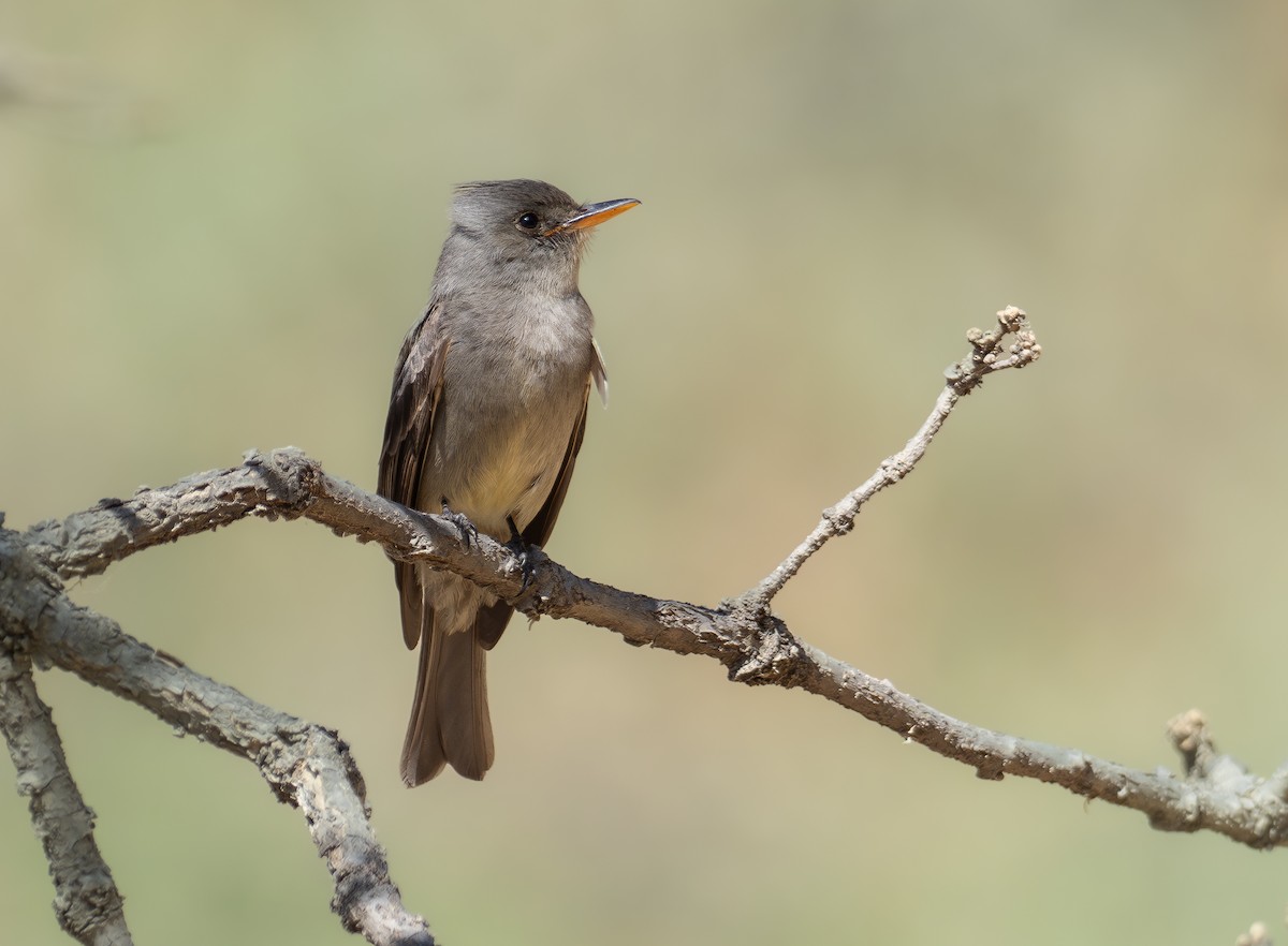 Greater Pewee - ML597497901