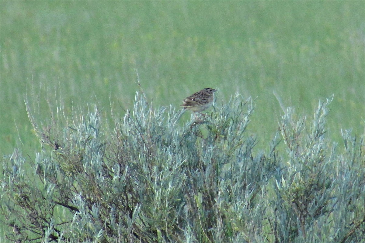 Baird's Sparrow - ML597501681