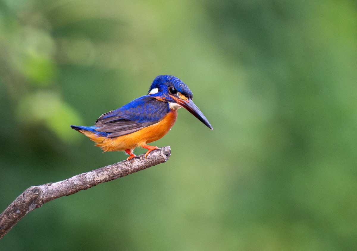 Blue-eared Kingfisher - Forest Botial-Jarvis