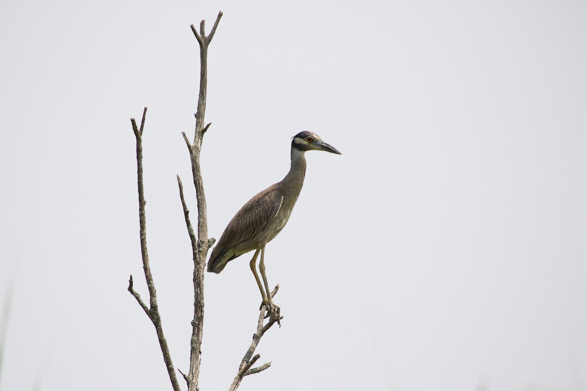 Yellow-crowned Night Heron - ML597502761