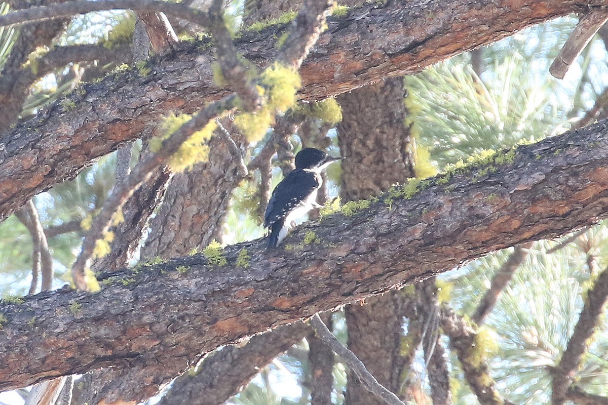 Black-backed Woodpecker - ML597503051
