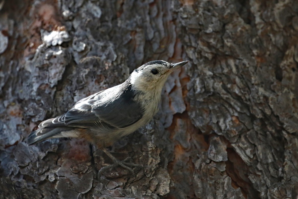 White-breasted Nuthatch - ML597503081