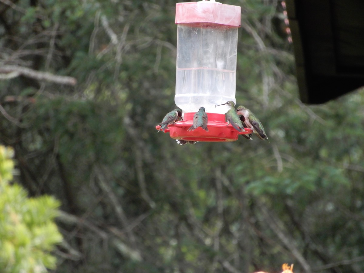Ruby-throated Hummingbird - ML597503731