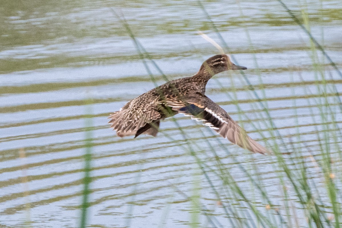 Green-winged Teal - ML597505021