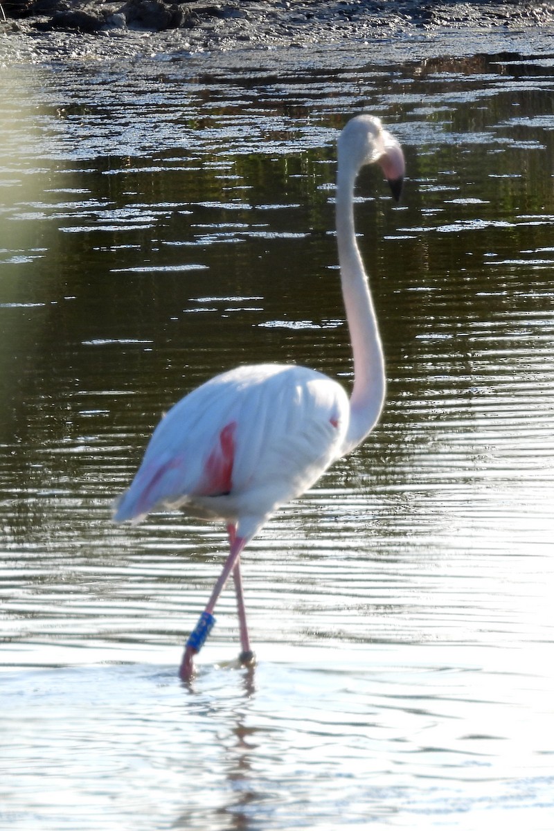 Greater Flamingo - ML597505751