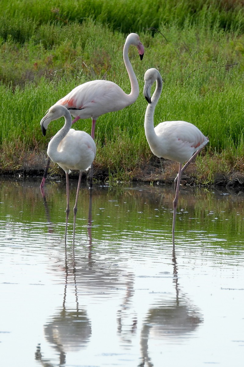 Greater Flamingo - ML597505761