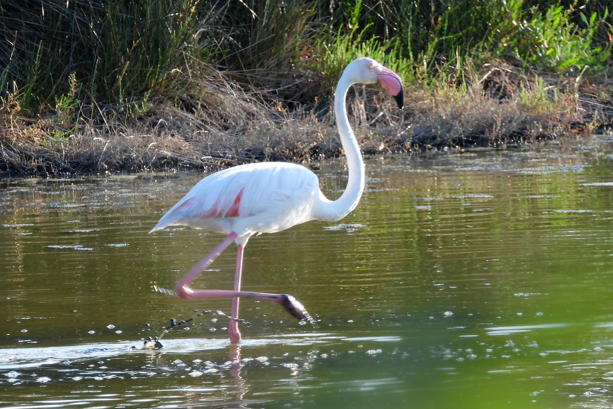 Greater Flamingo - ML597505771