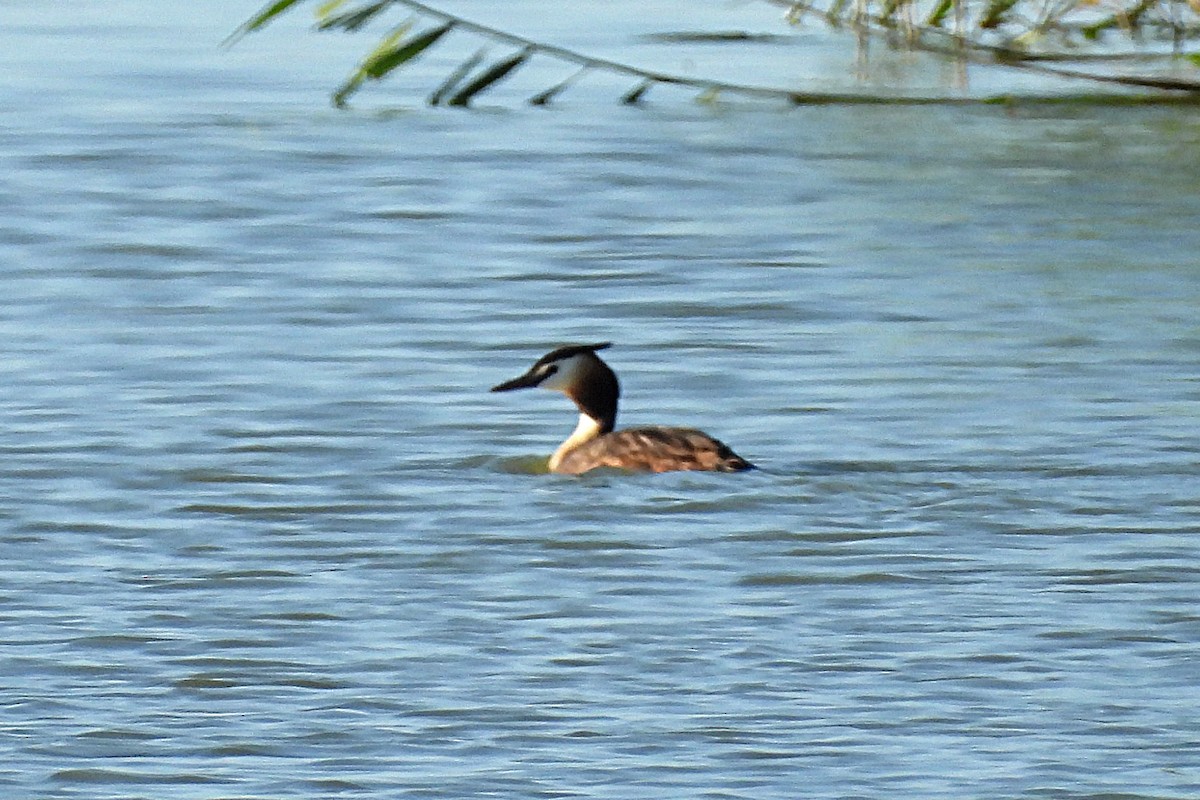 Great Crested Grebe - ML597506161