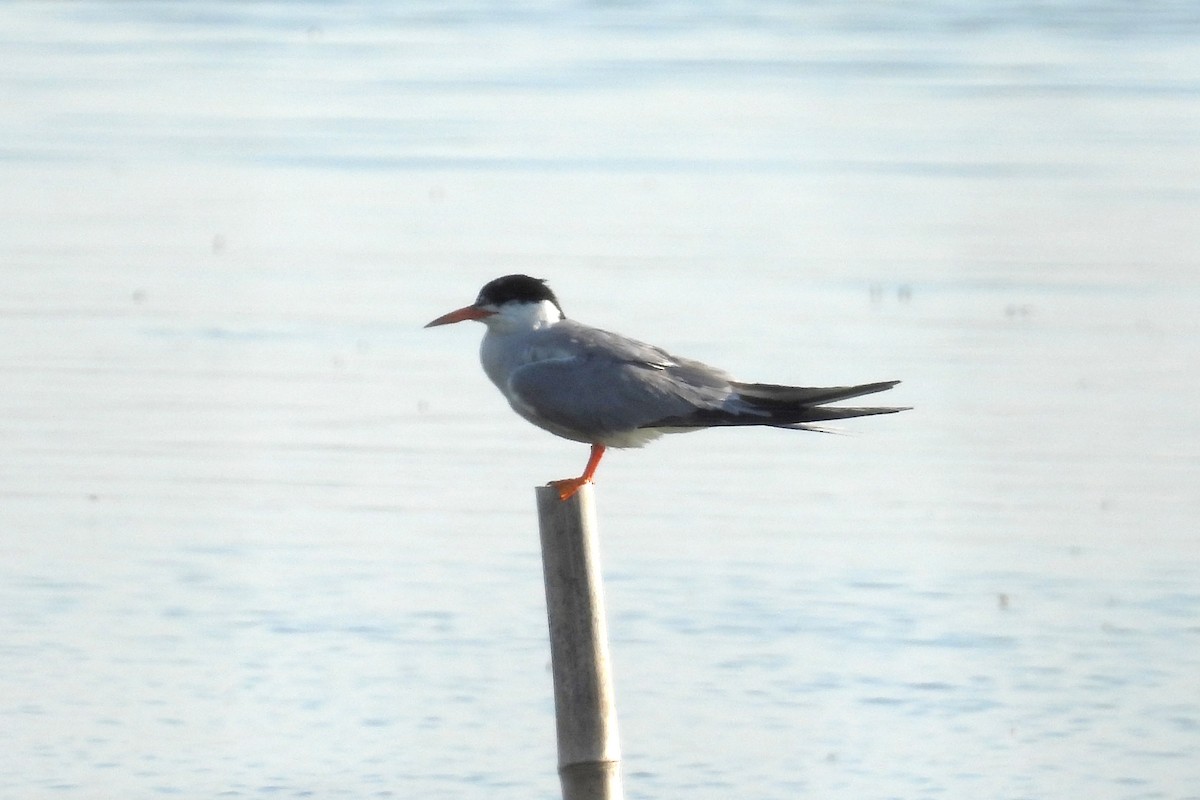 Common Tern - ML597507471