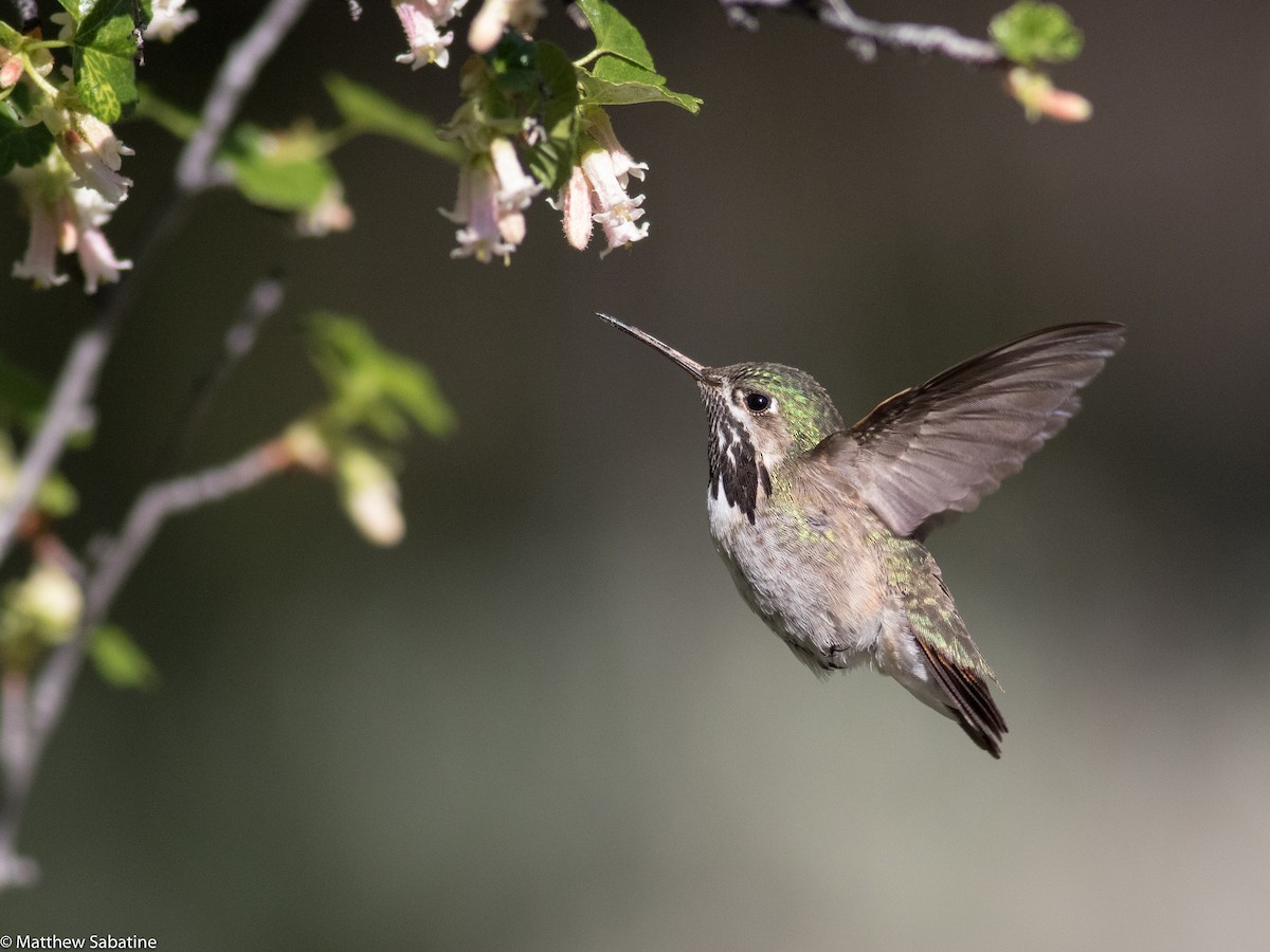 Calliope Hummingbird - ML59751121