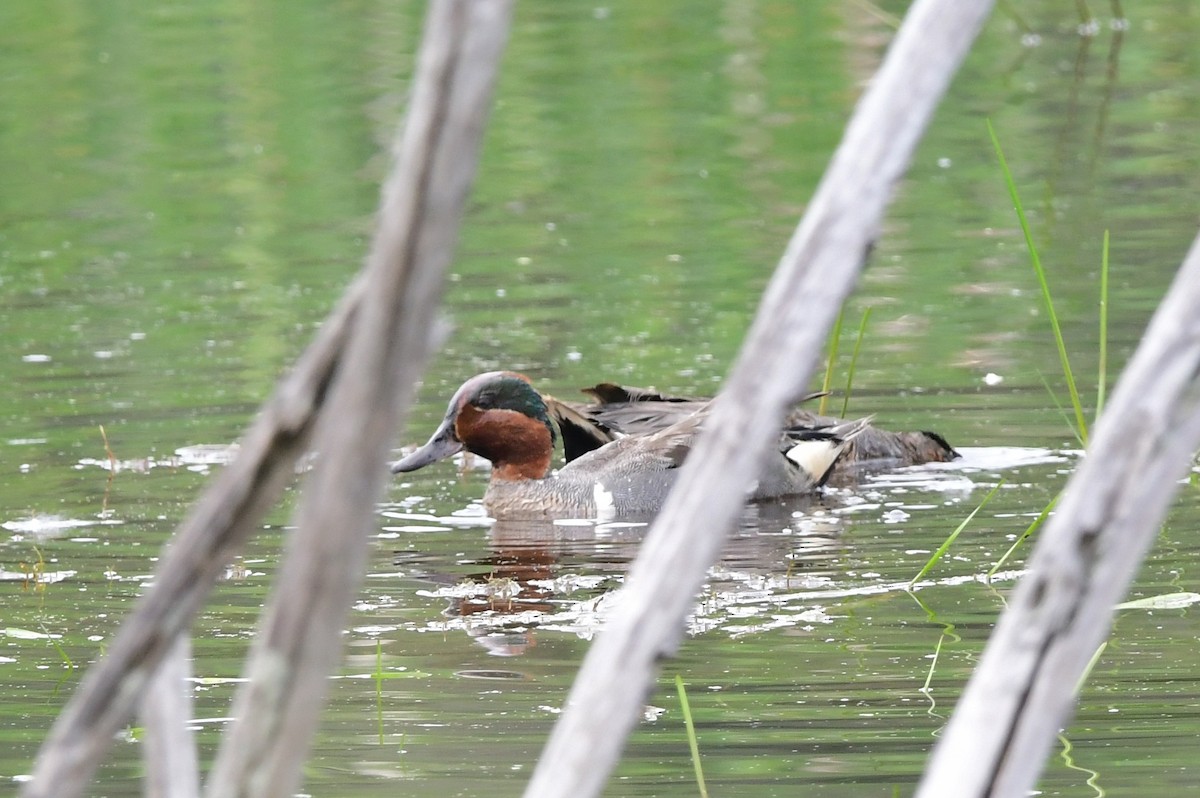 Green-winged Teal - ML597514651