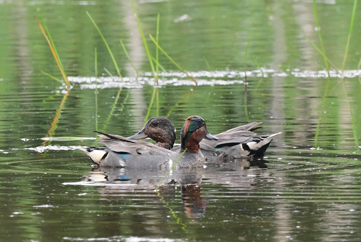 Green-winged Teal - ML597514681