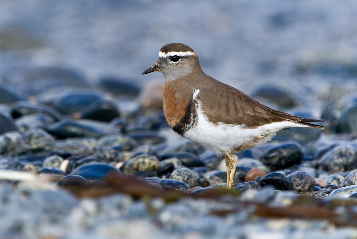 Rufous-chested Dotterel - ML597518191