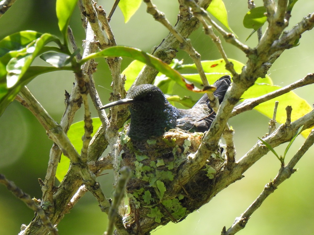 Steely-vented Hummingbird - ML597520141