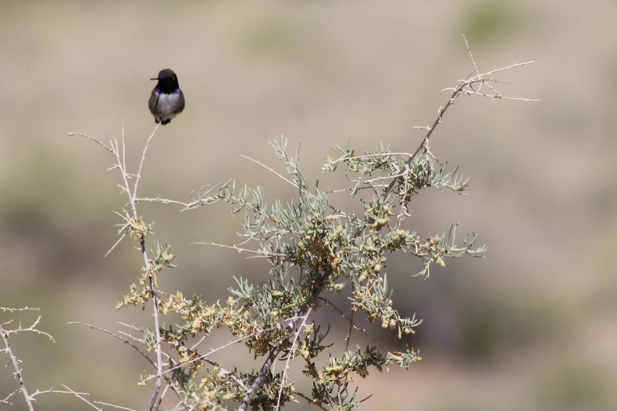 Black-chinned Hummingbird - David Lerwill