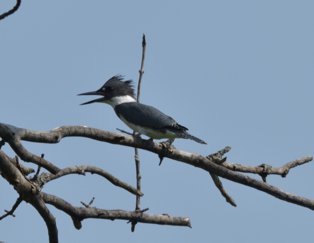 Belted Kingfisher - ML597525211
