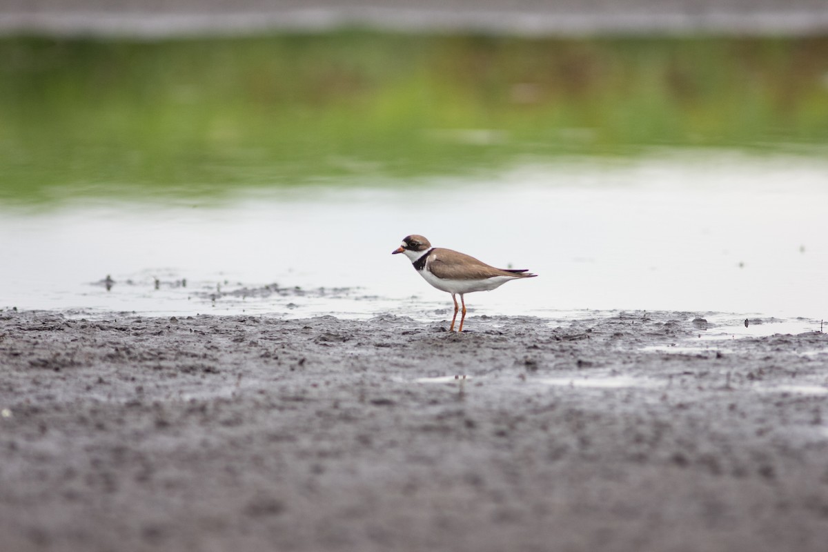 Semipalmated Plover - ML597525511