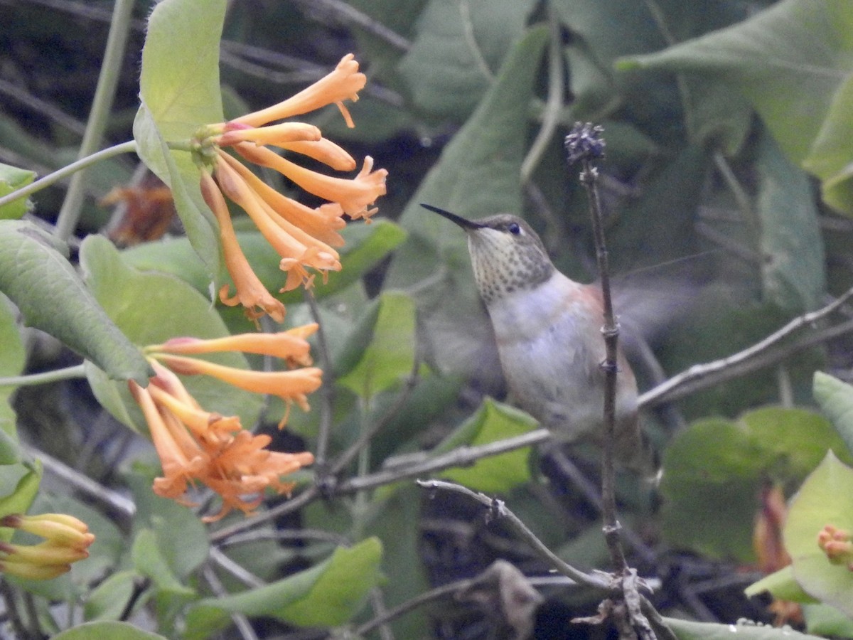 Rufous Hummingbird - ML597526371