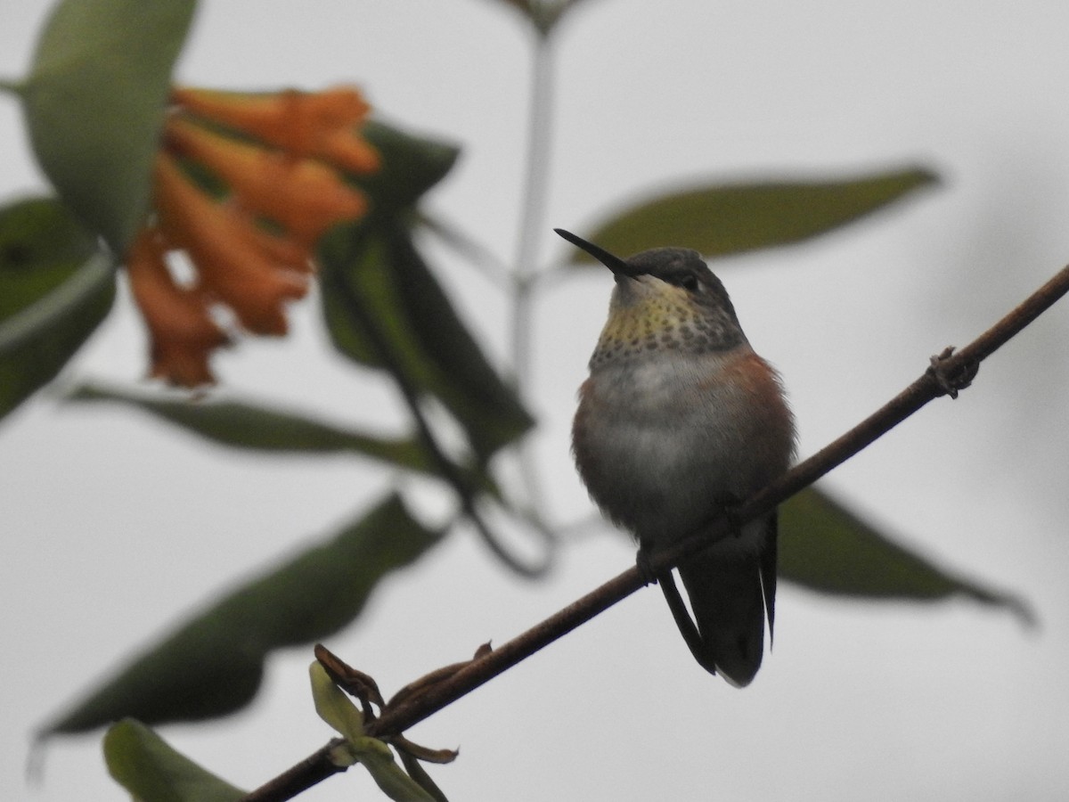 Rufous Hummingbird - ML597526561
