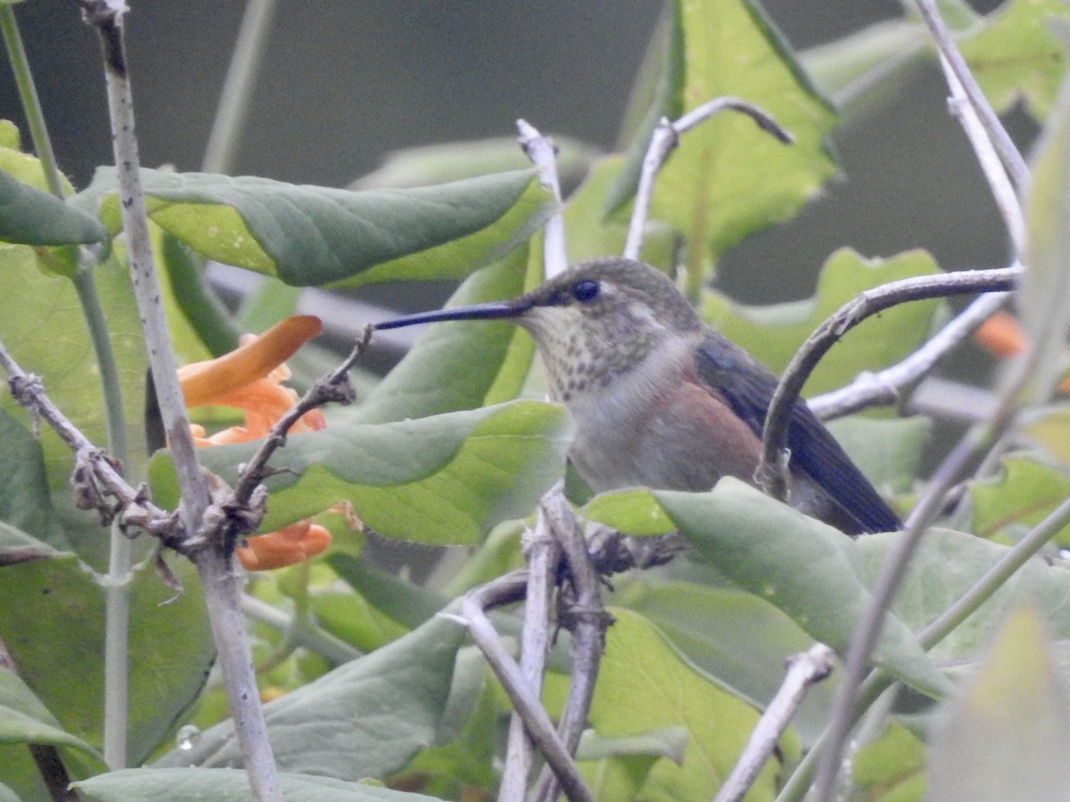 Rufous Hummingbird - ML597526581