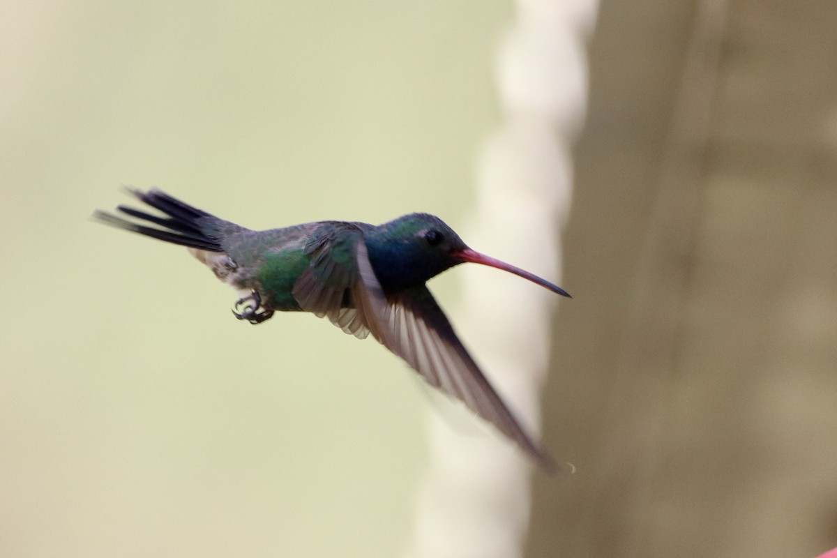 Broad-billed Hummingbird - ML597527471