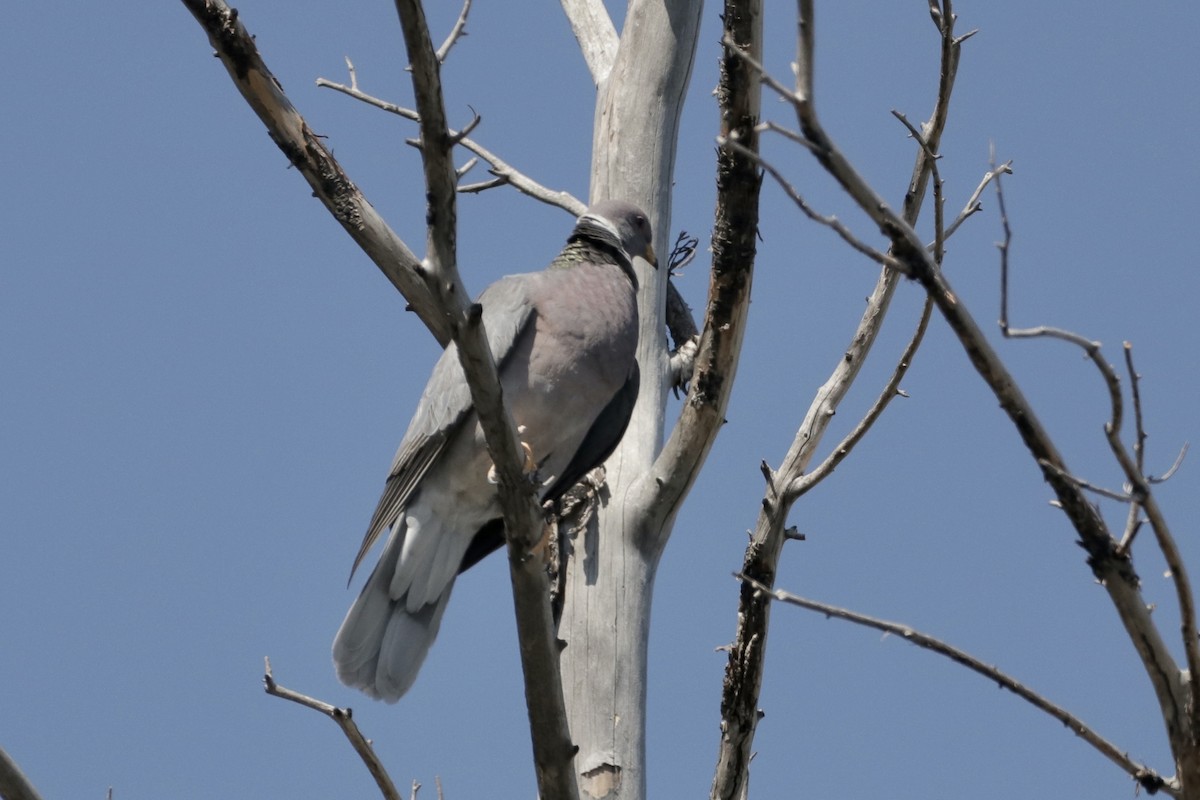 Band-tailed Pigeon - ML597528251