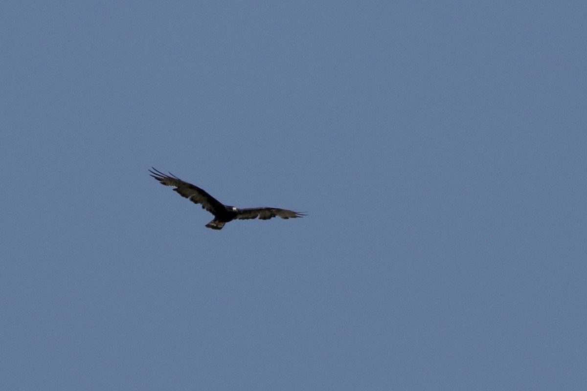 Zone-tailed Hawk - ML597528321
