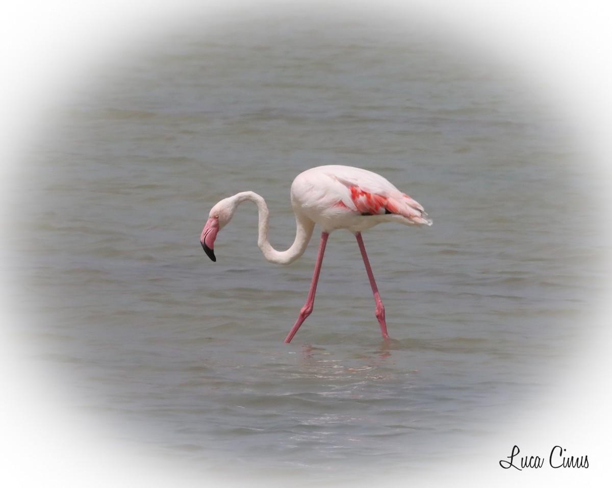 Greater Flamingo - Luca Cinus
