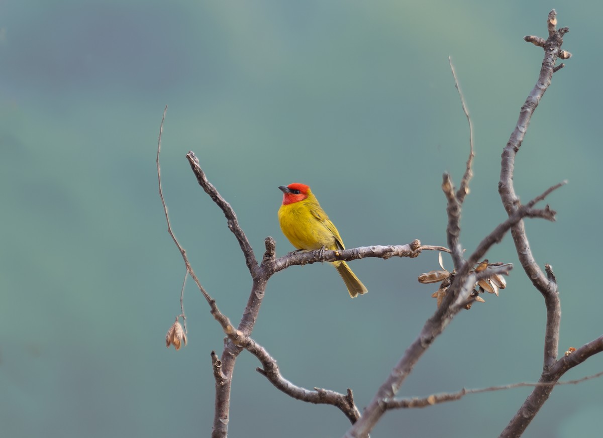 Red-headed Tanager - ML597538611