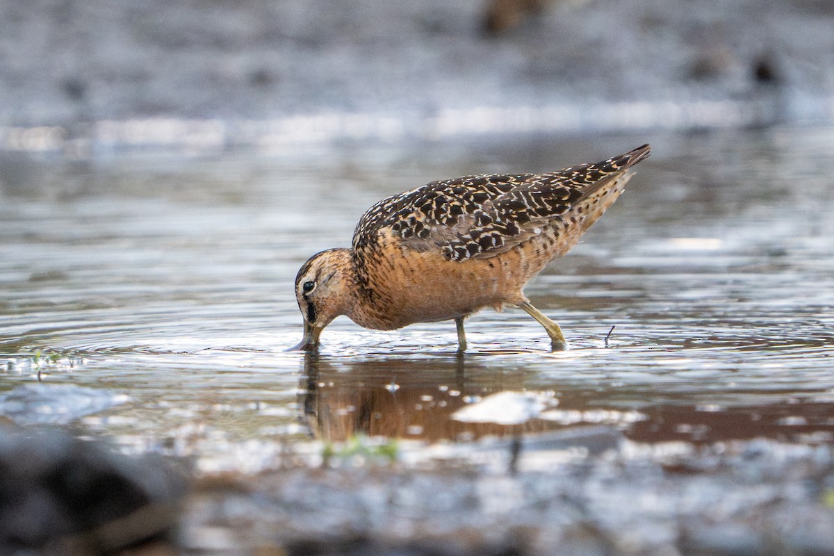 Long-billed Dowitcher - ML597540221