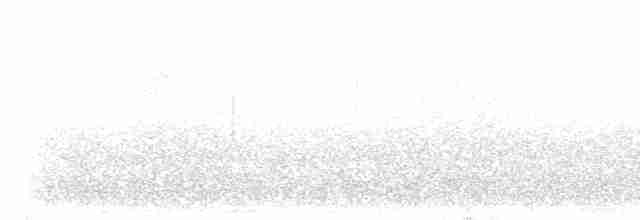 Сизойка чорноголова [група stelleri] - ML597545011